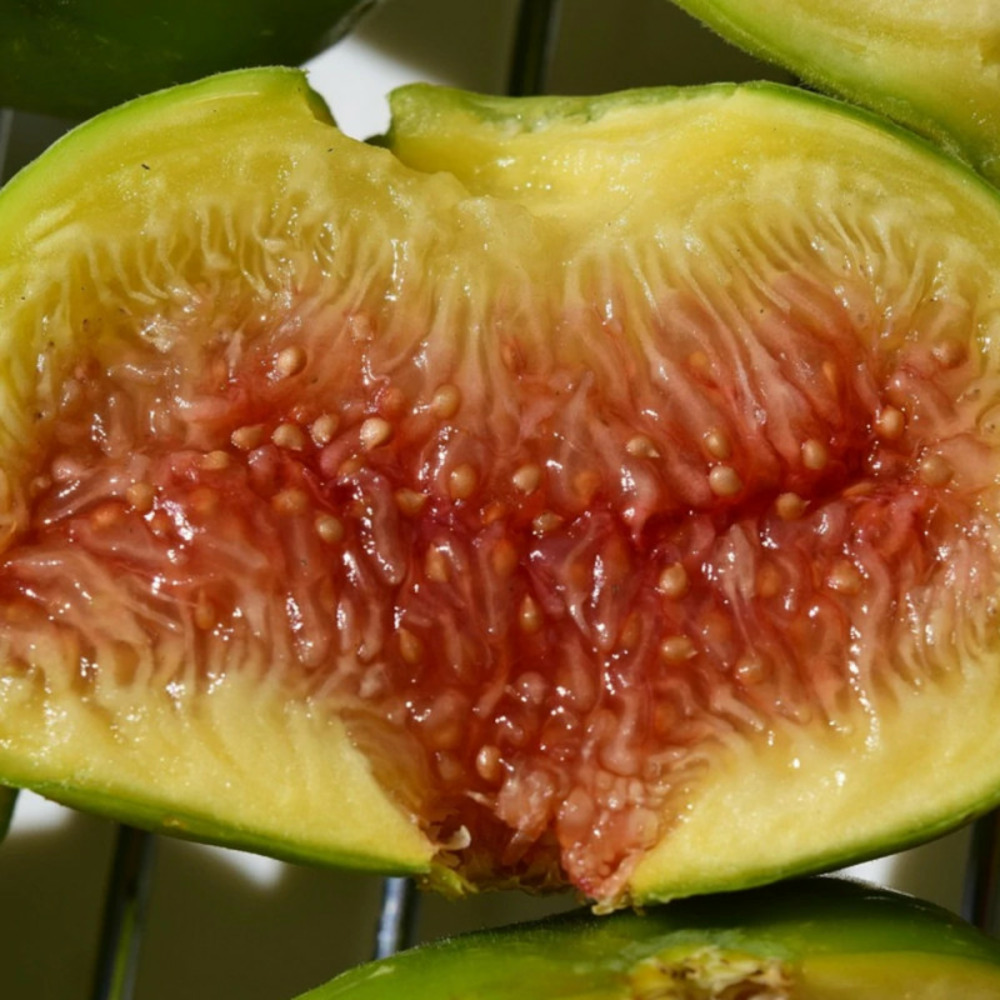 Figuier lattay, ficus carica pot de 7,5l - 40/60 cm