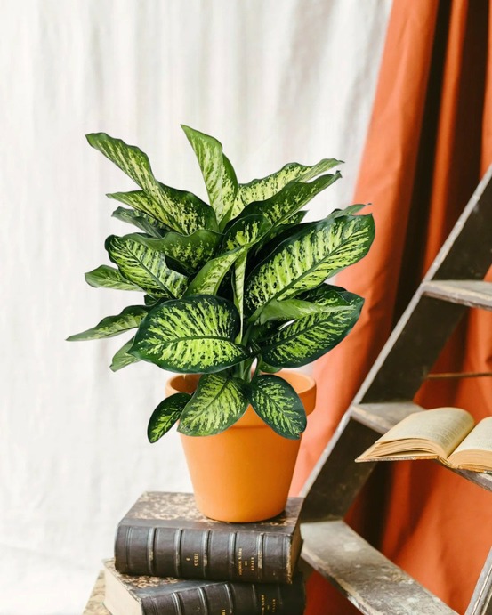 Dieffenbachia camilla 75cm - plante d'intérieur
