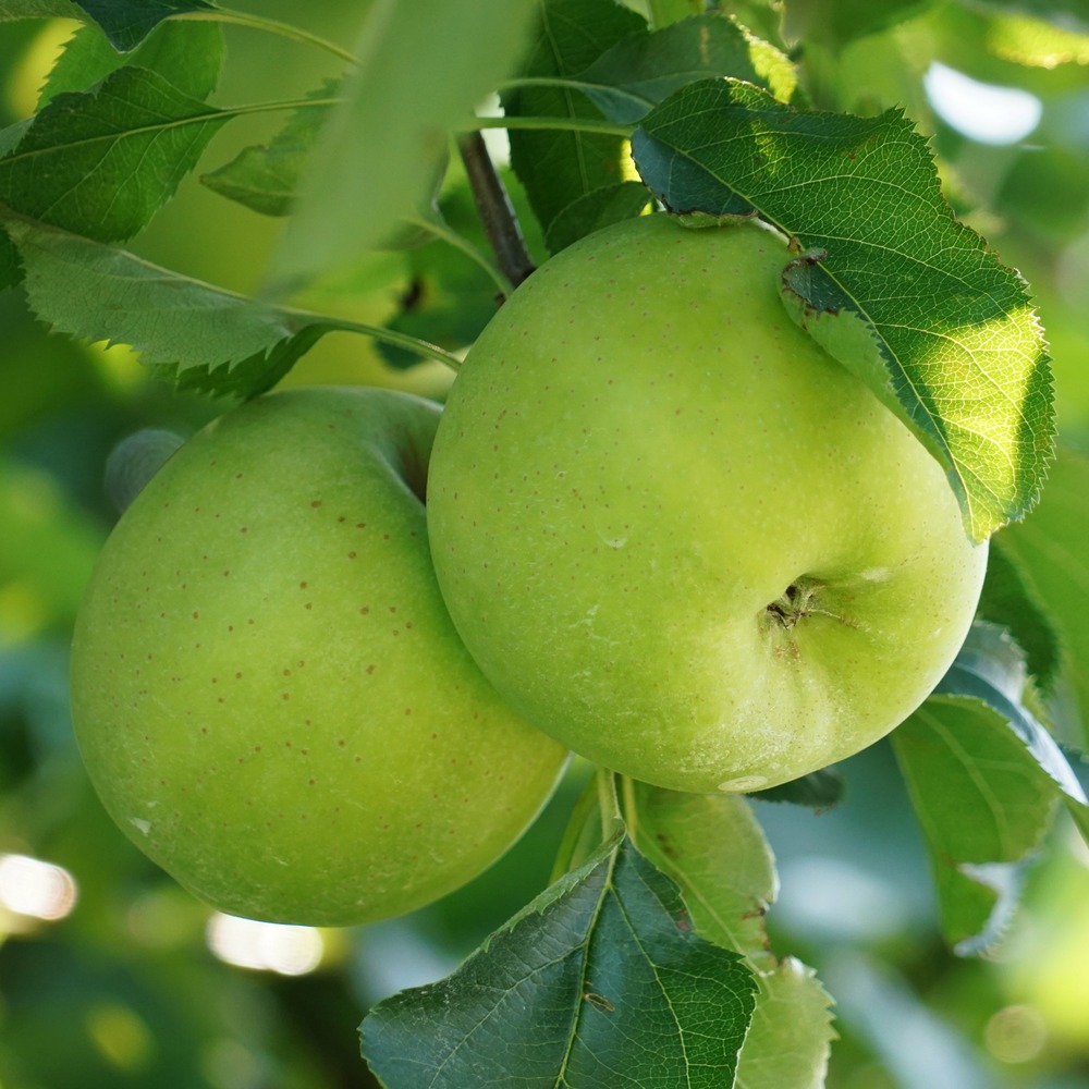 Pommier granny smith - le pot / 3l / hauteur livrée 80-100cm