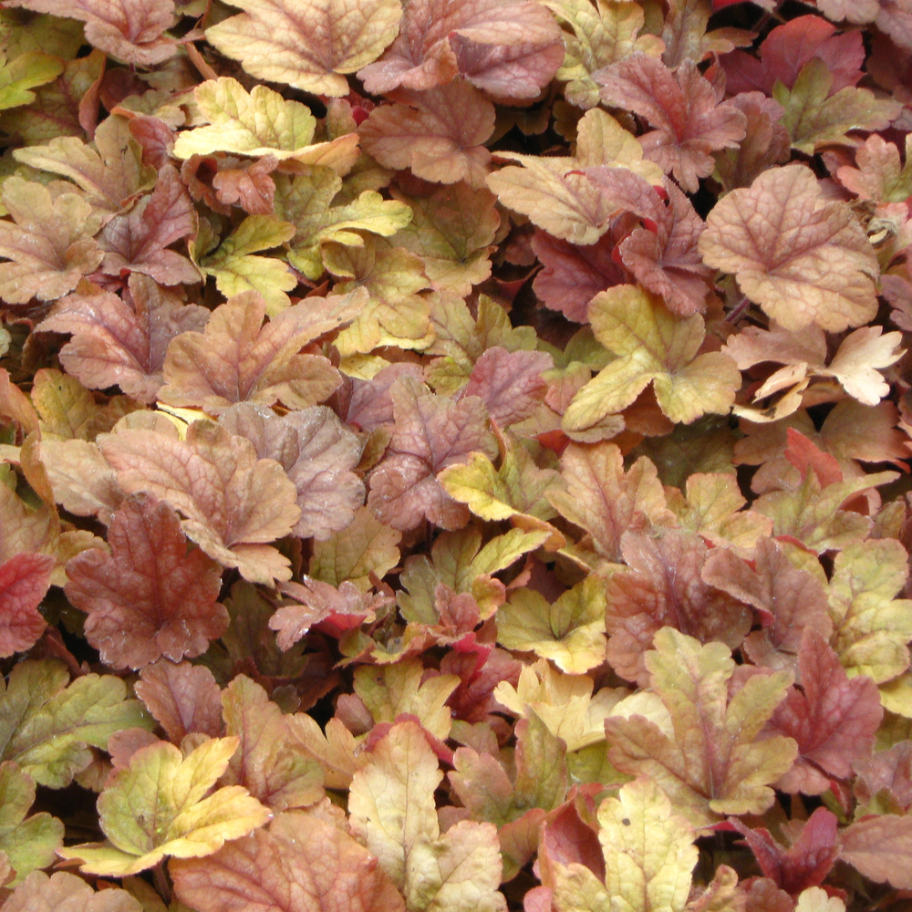 Heucherella 'buttered rum' godet de 8/9 cm