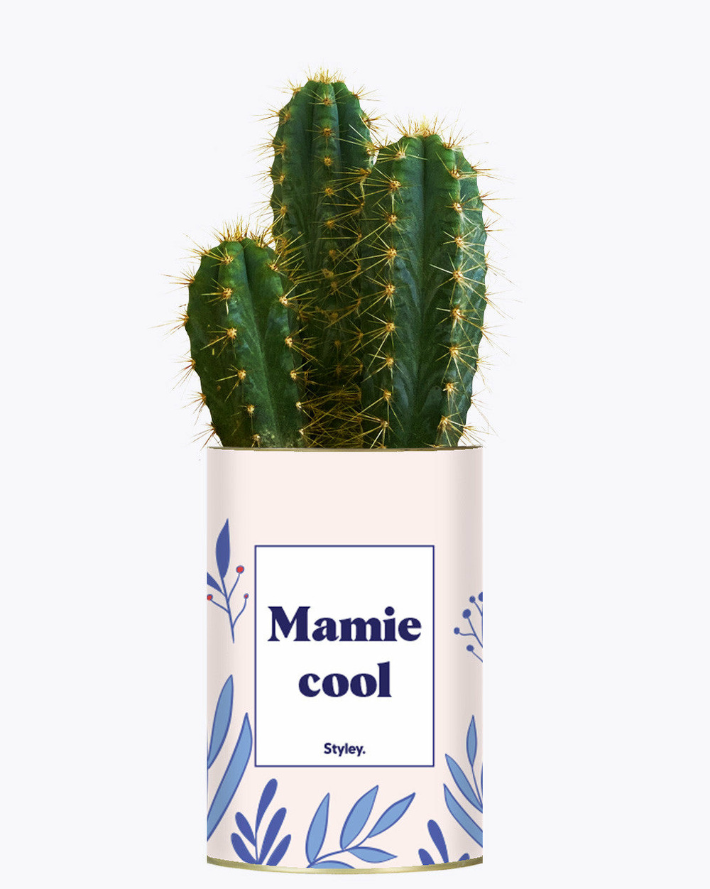 Plante à message - mamie cool - cactus