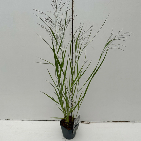 Panic érigé squaw 40/60cm pot 2l - panicum virgatum squaw