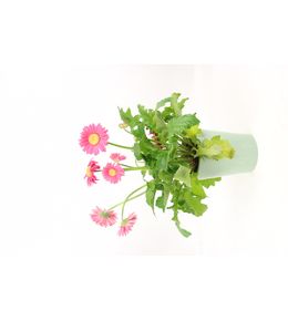 Gerbera vivace pot 2 l