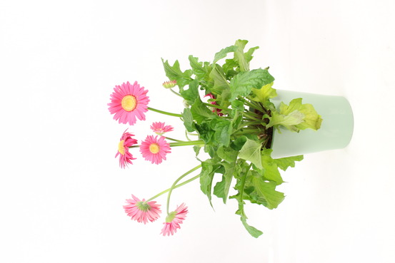 Gerbera vivace pot 2 l