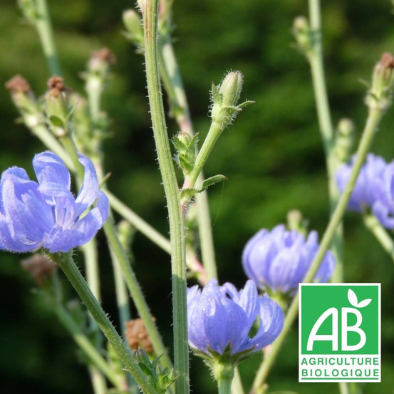 Chicorée sauvage - sans traitement godet - 5/20 cm