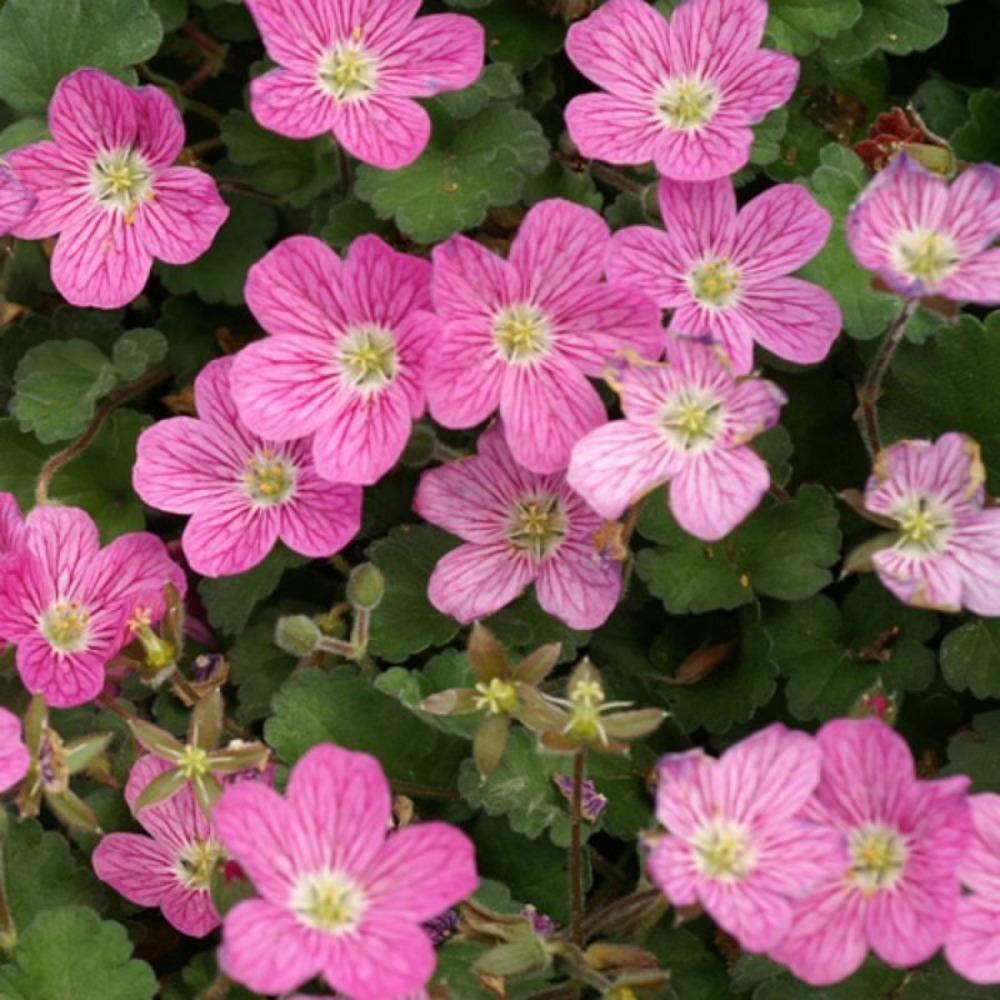 3 becs-de-grue variable 'bishop form' (erodium variabile bishop form)