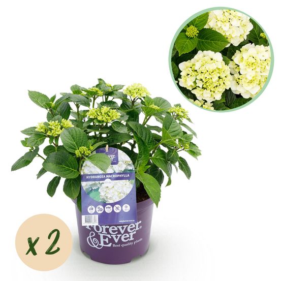 Hortensia forever ever - lot de 2 - pot 23 cm - hauteur 55 cm - blanc - plante d'extérieur