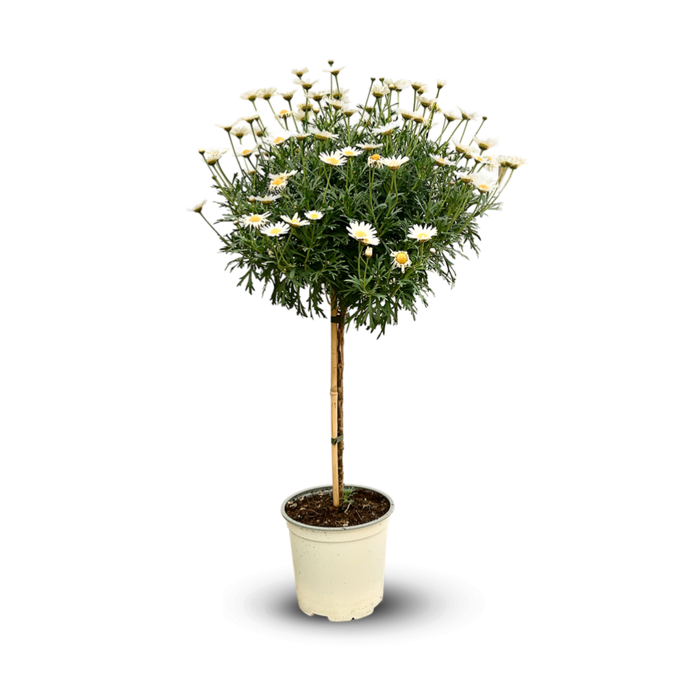 Anthemis tige - plante fleurie - ↕ 80-90 cm - ⌀ 19 cm - plante d'extérieur - fleur blanche