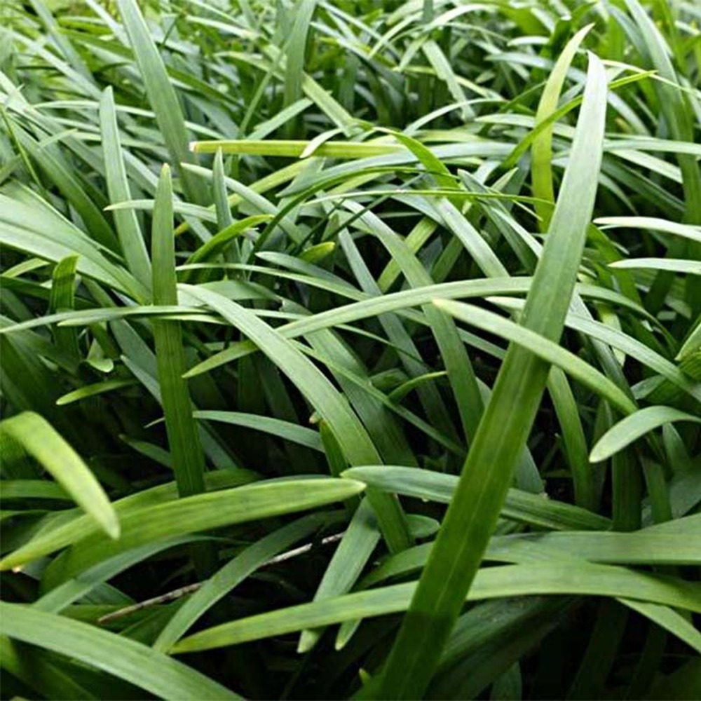 Barbe de serpent godet de 8/9 cm