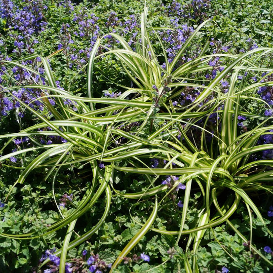 Laîche d'oshima ice cream lot de 3 godets