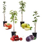 Arbres fruitiers - mélange de 4 - prunus pyrus malus - pot 9cm - hauteur 60-70cm