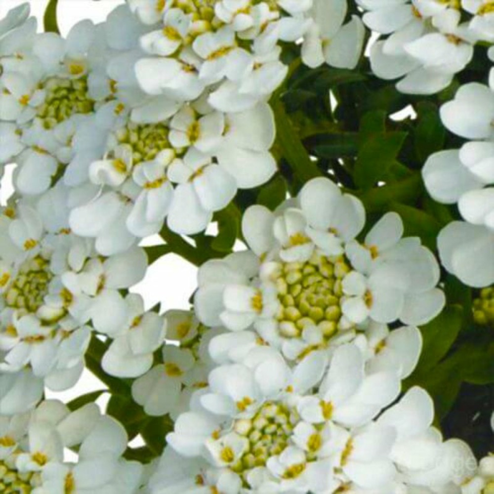 2 Iberis Candy Ice - Vendu par 2…