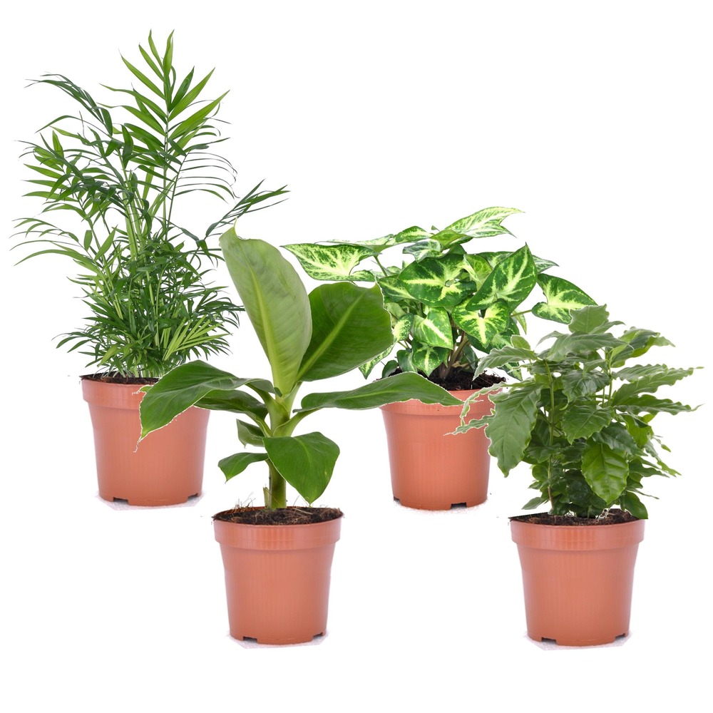 Mélang de plantes d'intérieur - set de 4 - hauteur 25-40cm - ⌀12cm