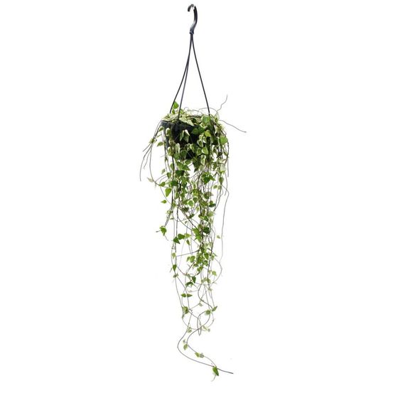 Plante d'intérieur à suspendre - ceropegia linearis