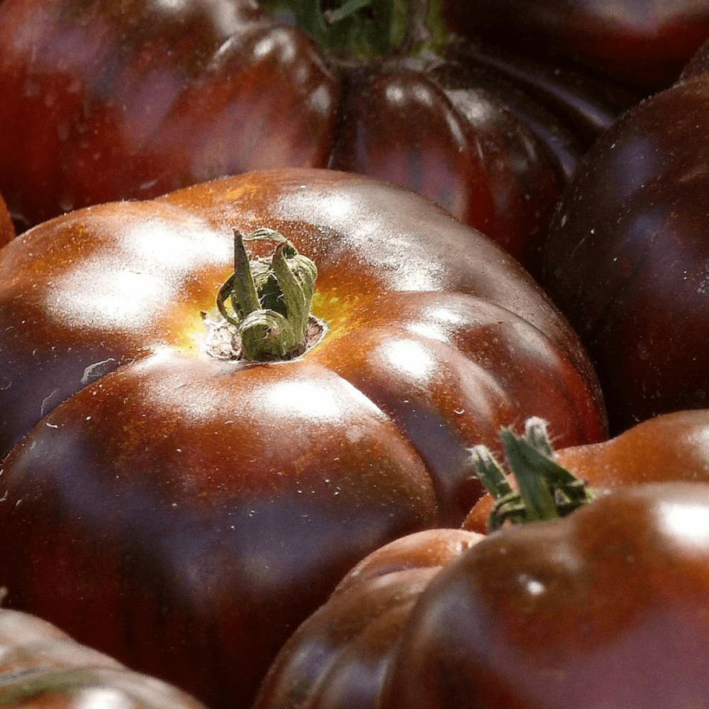 Plant de tomate noire de crimée godet