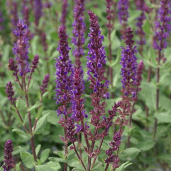 Sauge des bois caradonna lot de 5 godets