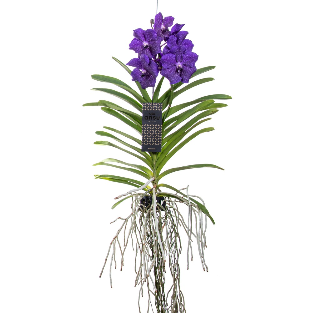 Orchidée - vanda 'blue' - hauteur 55-65cm