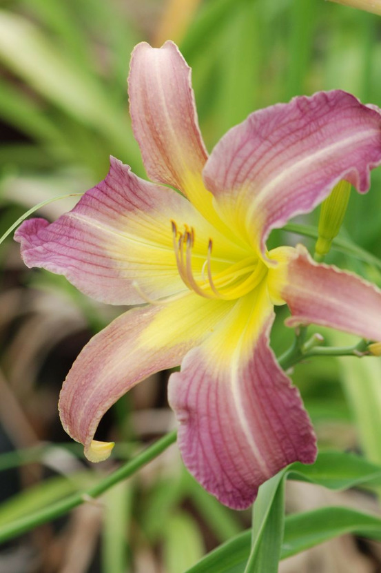 Hémérocalle 'blushing octopus' - en pot de 2 litres