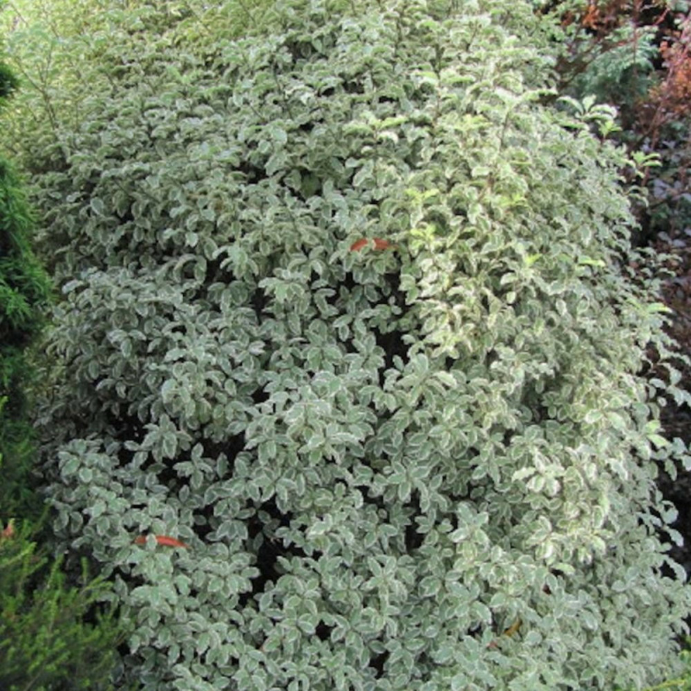 Pittosporum elisabeth, pittospore pot de 7,5l - 60/80 cm