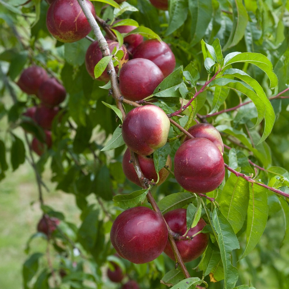 Nectarinier nectared - la motte / scion / hauteur livrée 80-100cm