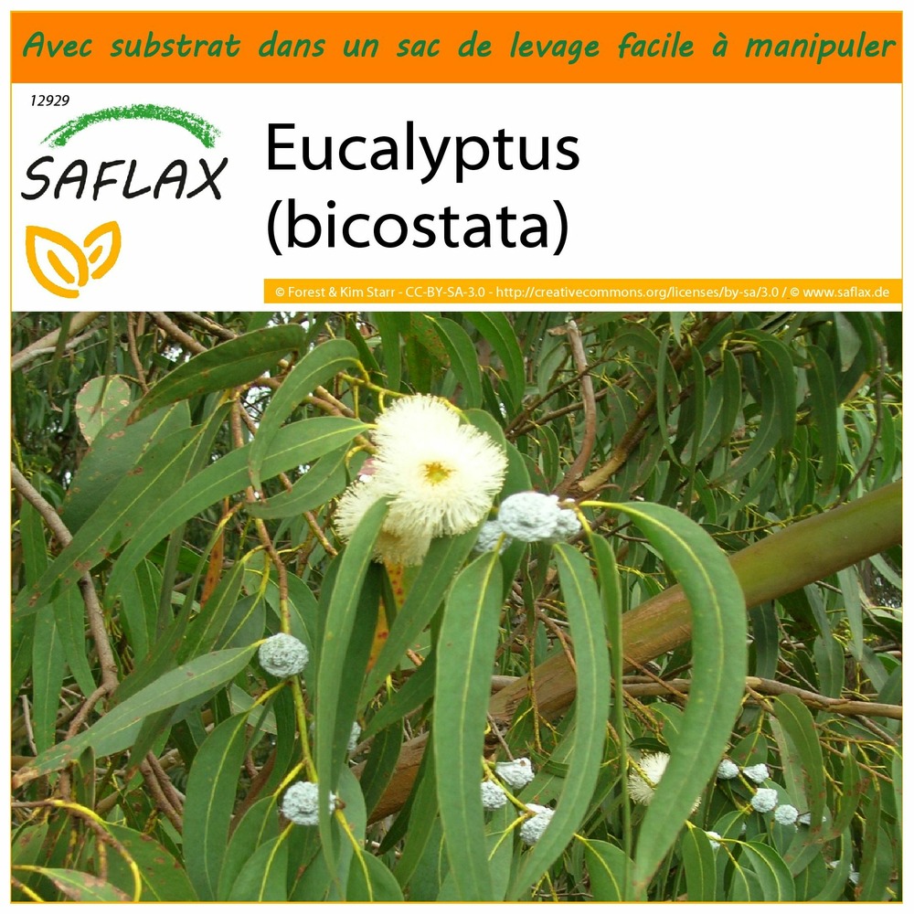 Garden in the bag - eucalyptus (bicostata) - 100 graines - eucalyptus globulus bicostata