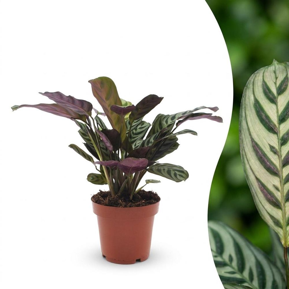 Ctenanthe burle marxii - plante dormeuse - arête de poisson - pot de 12cm - plantes d'intérieur