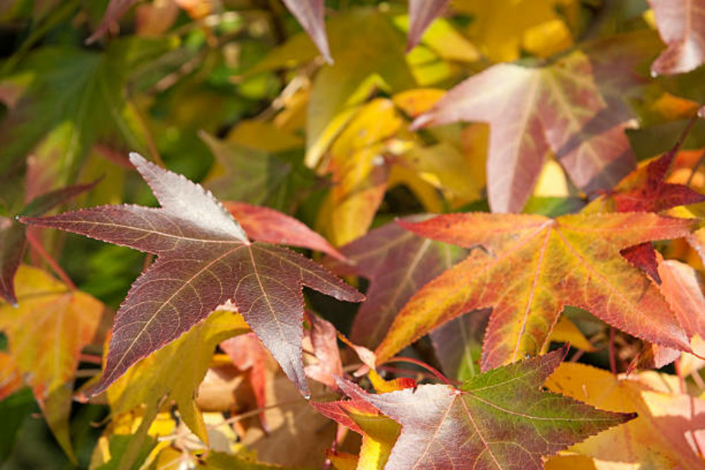 Liquidambar styraciflua highlight c15l baliveau 150/250 cm (hors pot)