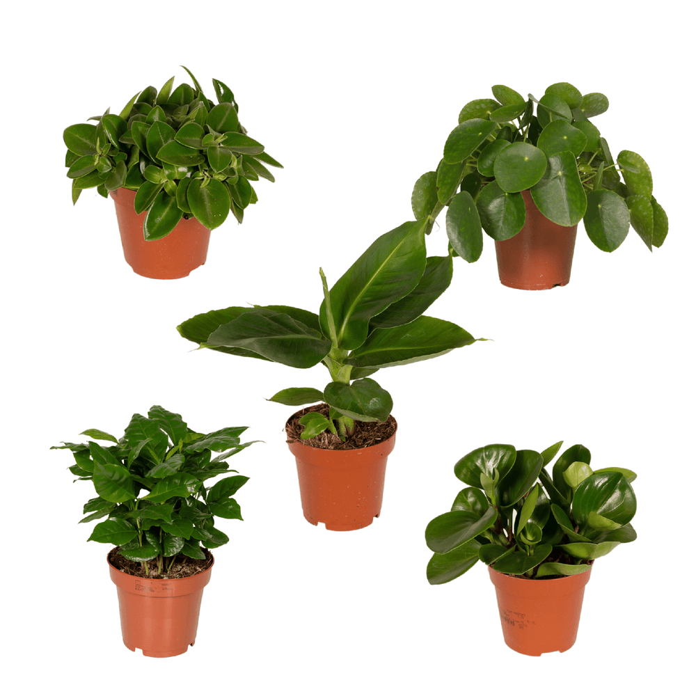 Boîte surprise - ø12cm - ↕25cm - x5 - plantes d'intérieur