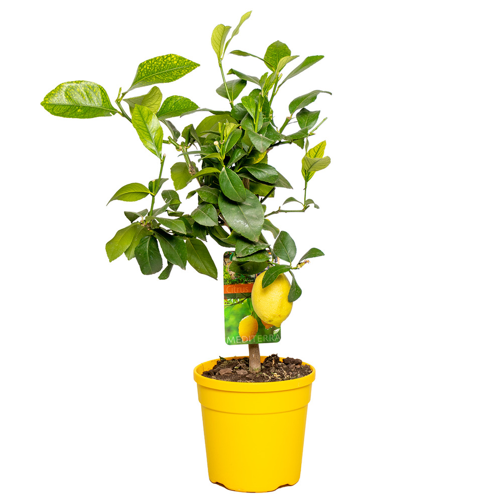 Citrus limon - citronnier - agrume - arbre fruitier - hauteur 50-70 cm - pot 19 cm