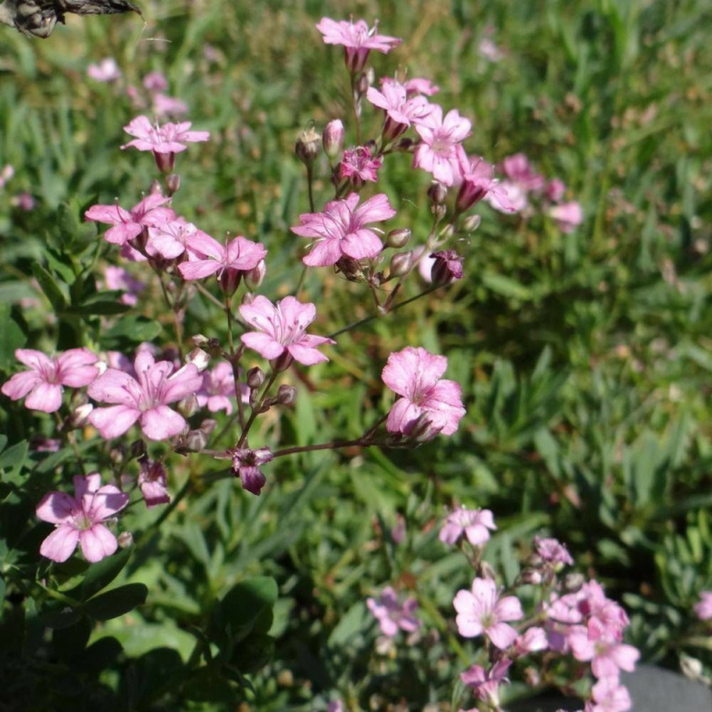 Gypsophile rampante rosea godet - 5/20 cm