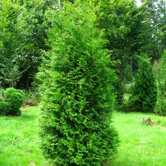 Thuja occidentalis 'brabant' pot de 2l/3l