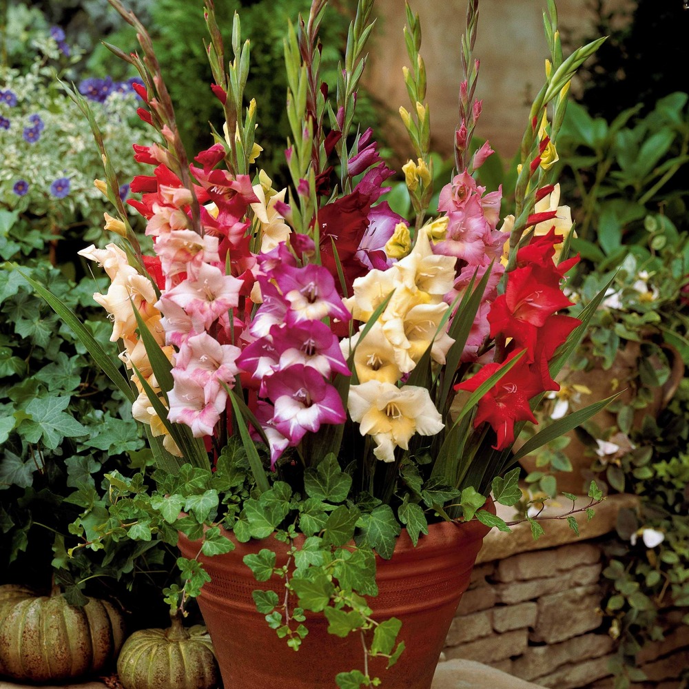 12 glaïeuls nains en mélange - le sachet de 12 bulbes / circonférence 8-10cm, vendu par lot de 4