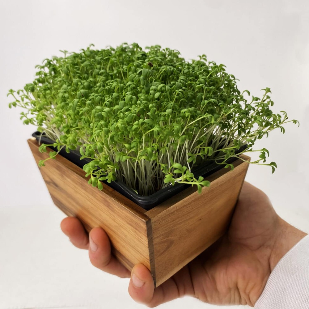 Graines de micro pousses de cresson