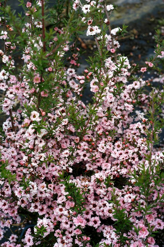 Leptospermum 'coral candy' - en pot de 3 litres
