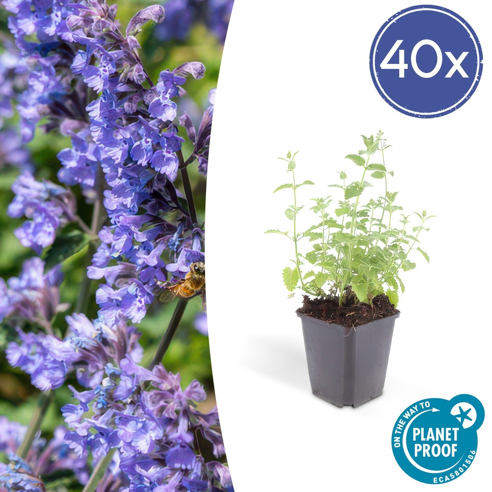 Nepeta 'six hills giant' x40 – entre 2,5 et 3,33m2
