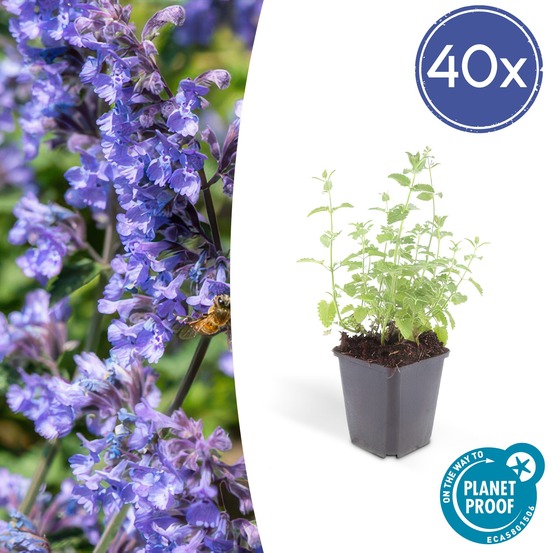 Nepeta 'six hills giant' x40 – entre 2,5 et 3,33m2