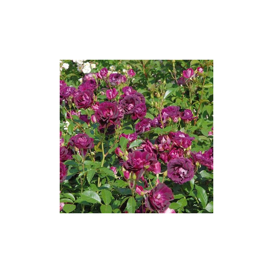 Burgundy ice® prose - conteneur 5 l