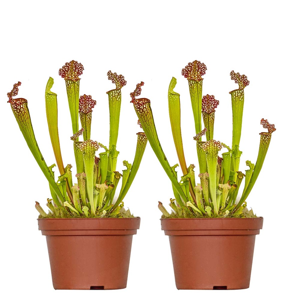 Lot de 2 - sarracenia juthatip soper - plante trompette - 10-20 cm de haut - pot 12 cm