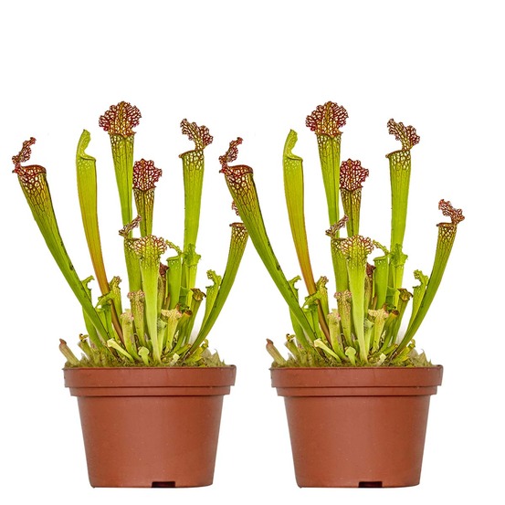 Lot de 2 - sarracenia juthatip soper - plante trompette - 10-20 cm de haut - pot 12 cm