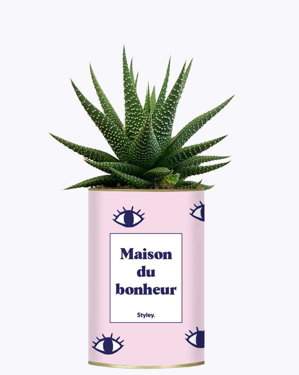 Plante à message - maison du bonheur - cactus