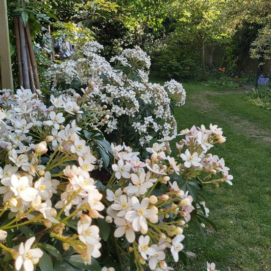 Oranger du mexique greenfingers® 'lissfing', choisya pot de 3l - 40/60 cm