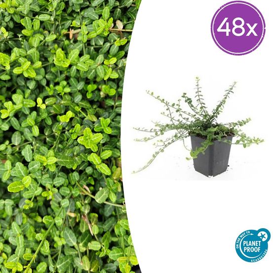 Lot de 48 - euonymus fort. 'minimus' - h10-25 cm