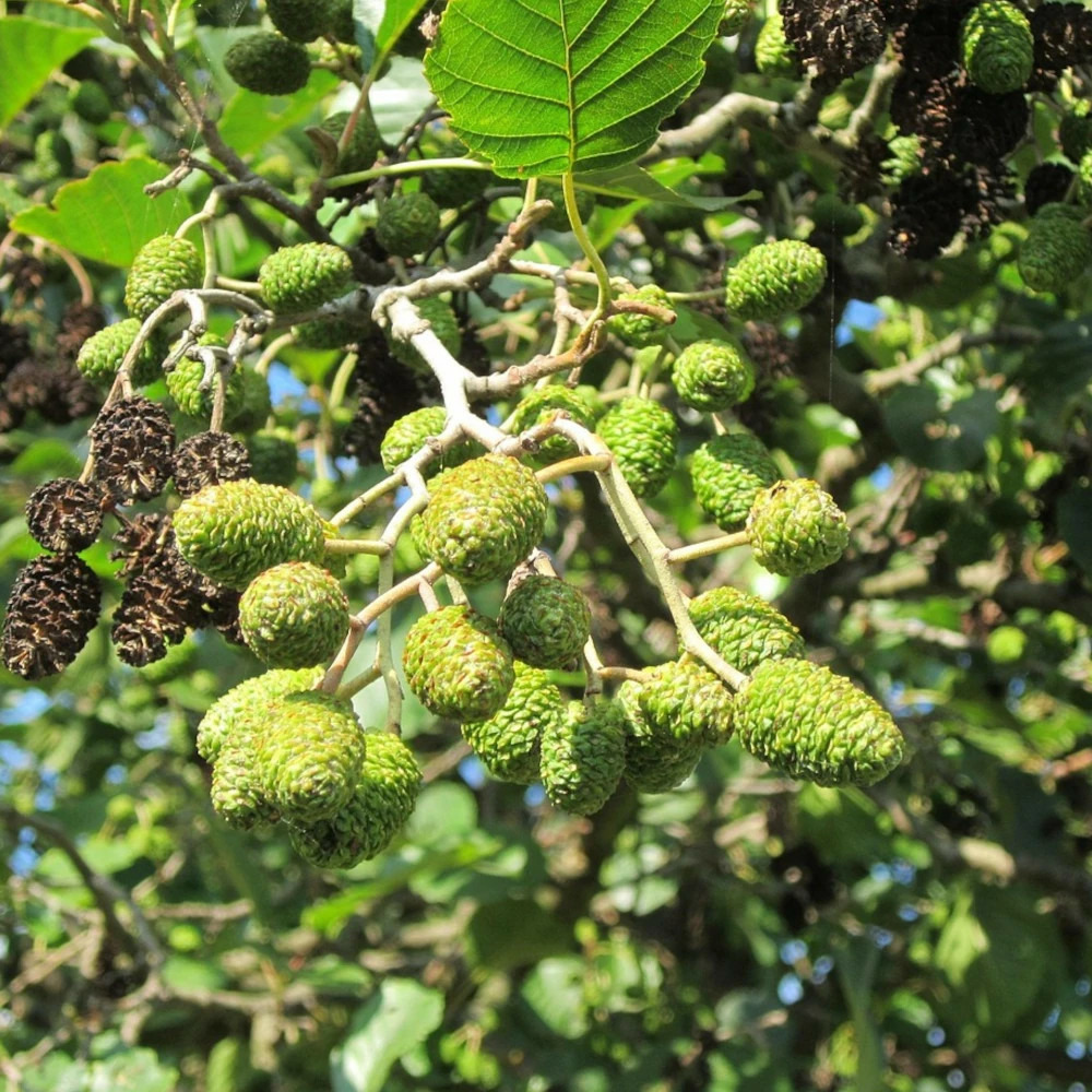 Aulne glutineux, alnus pot de 7,5l - 60/80 cm