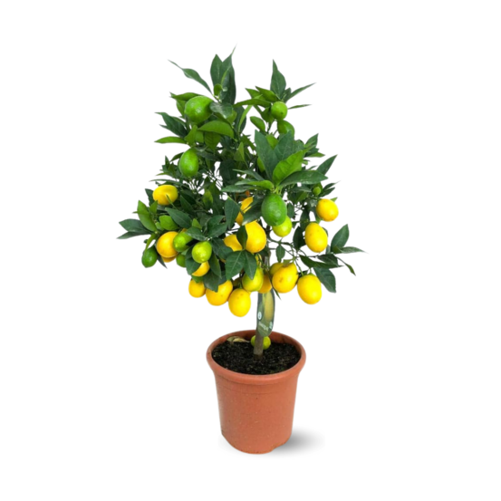 Limequat - agrume méditerranéen - arbre fruitier - ↕ 75-85 cm - ⌀ 22 cm