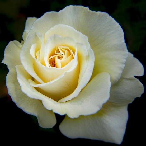Rosier 'anastasia'