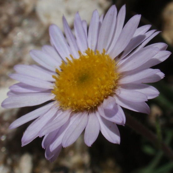 Vergerette eiomerus godet de 7/8 cm