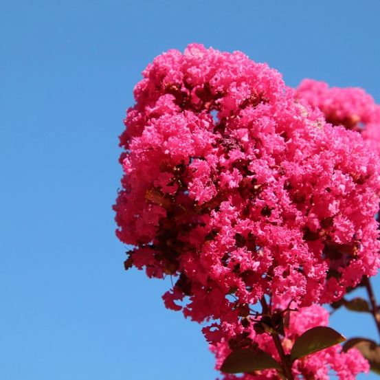 Lilas des indes pink velour, lagerstroemia pot de 7,5l - 80/100 cm