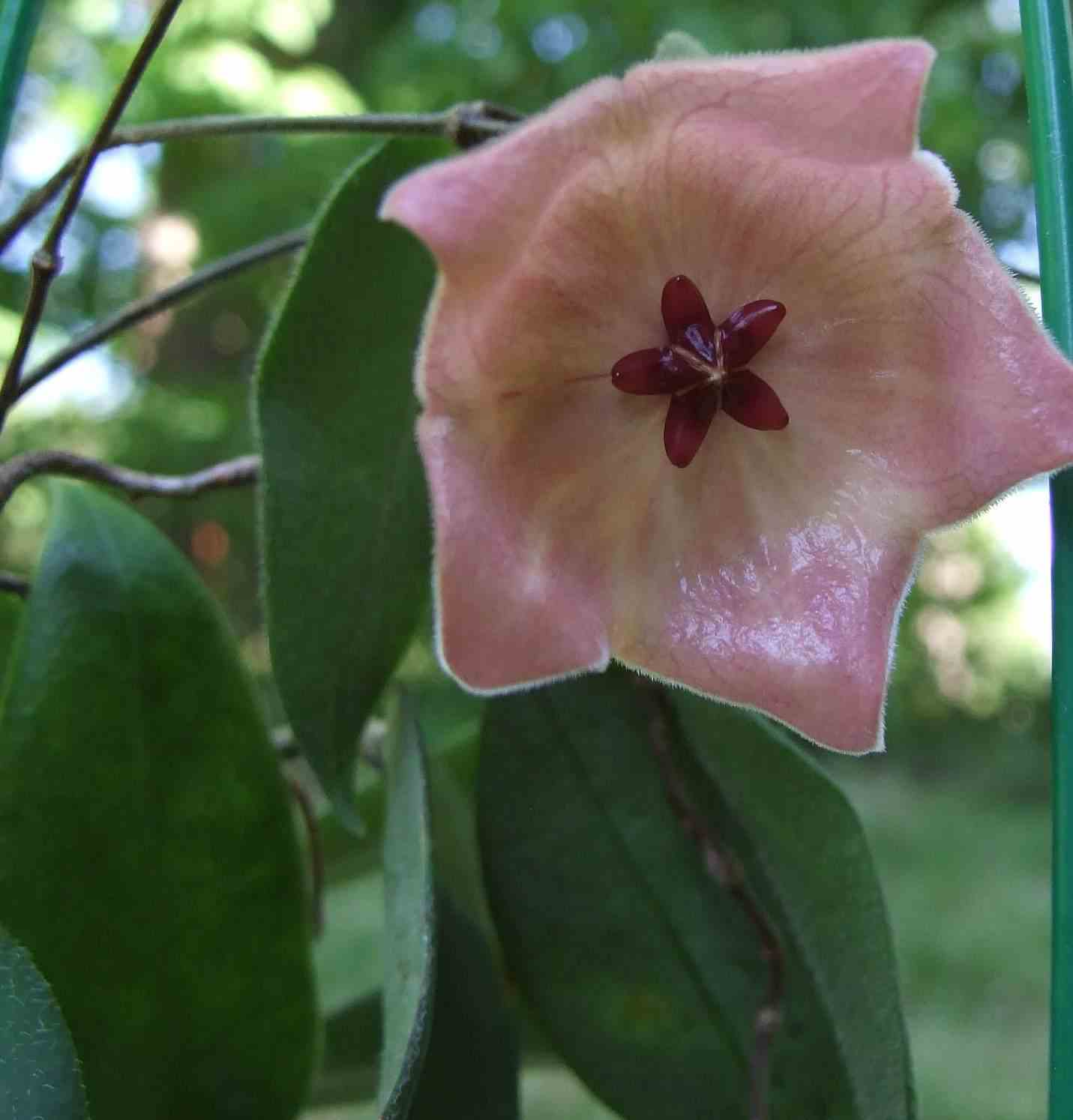 Hoya patella pink (fleur de porcelaine, fleur de cire)   rose - taille pot de 2 litres - 20/40 cm