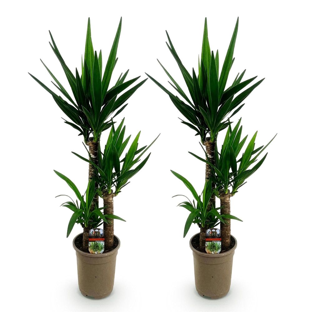 Yucca elephantipes - yucca - pot de 21cm - hauteur 100cm