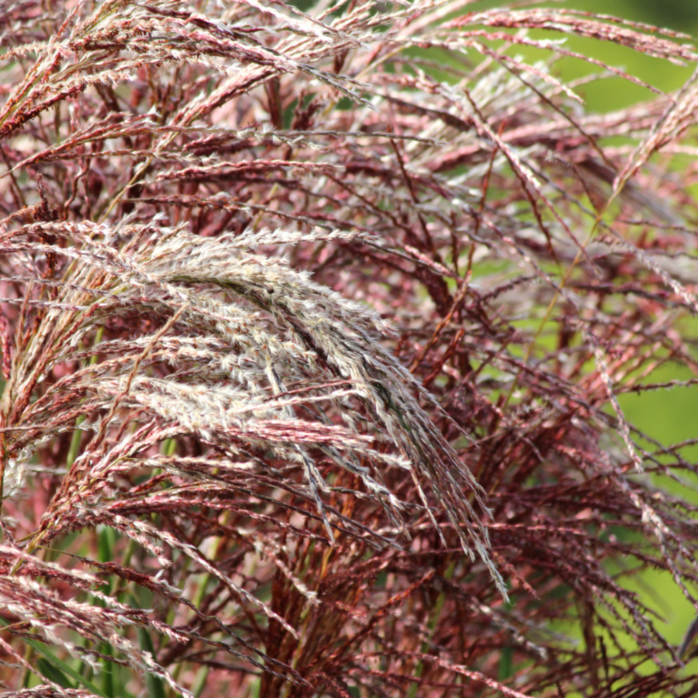 Roseau de chine malepartus - miscanthus sinensis malepartus 100 cm godet 9cm